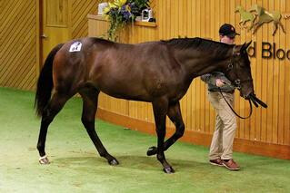 Haunui Farm's More Than Ready colt - Lot 84.